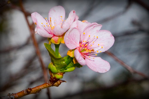 Sakura de toamna